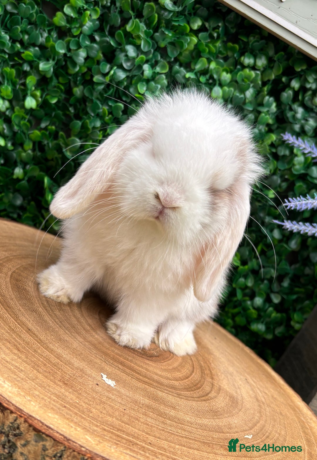 Mini Lop rabbits for sale: Mini lop babies 🌟 in Hartlepool - Image 13