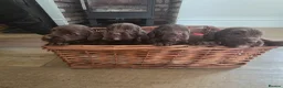 Cocker Spaniel dogs for sale: 🤎 KC Reg Working Cocker Spaniel puppies 🤎 - Advert 3