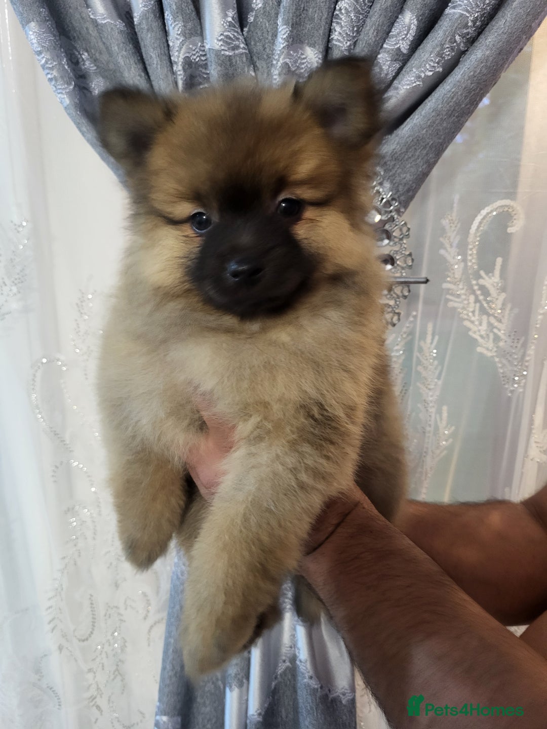 Pomeranian dogs for sale: 1 Teddy Bear  miniature  pomeranian  puppy  in Leicester - Image 8