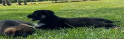 German Shepherd dogs for sale: Stunning KC Registered German Shepherd Puppies   - Advert 6