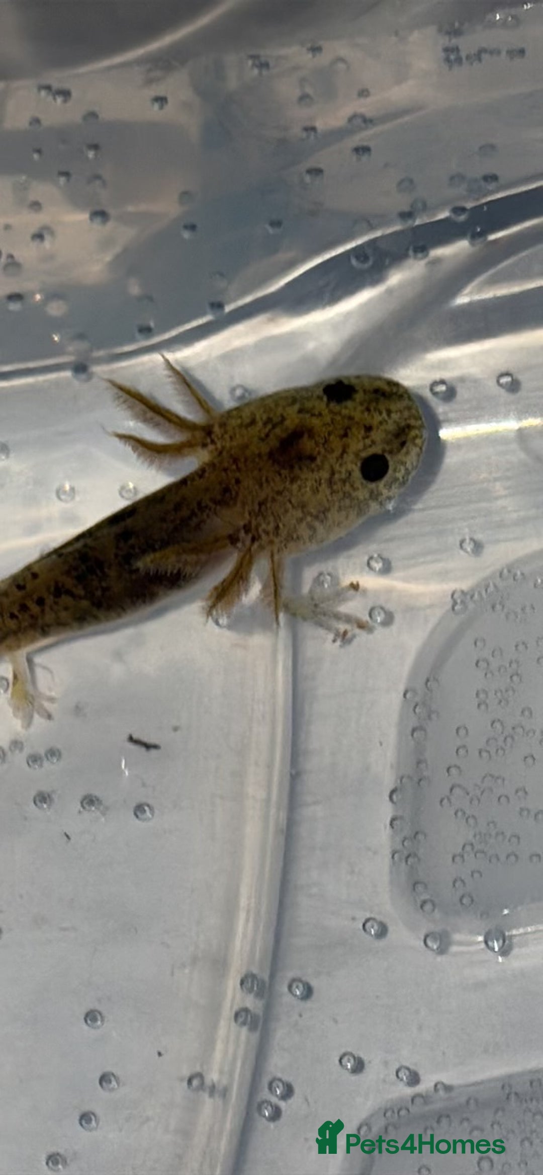 Axolotl reptiles for sale: Baby aXolotls - Advert 4