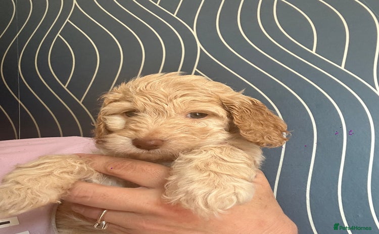 Cockapoo dogs - Advert 2