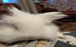 Lionhead rabbits for sale: Lion head and mini lop pair - Image 6