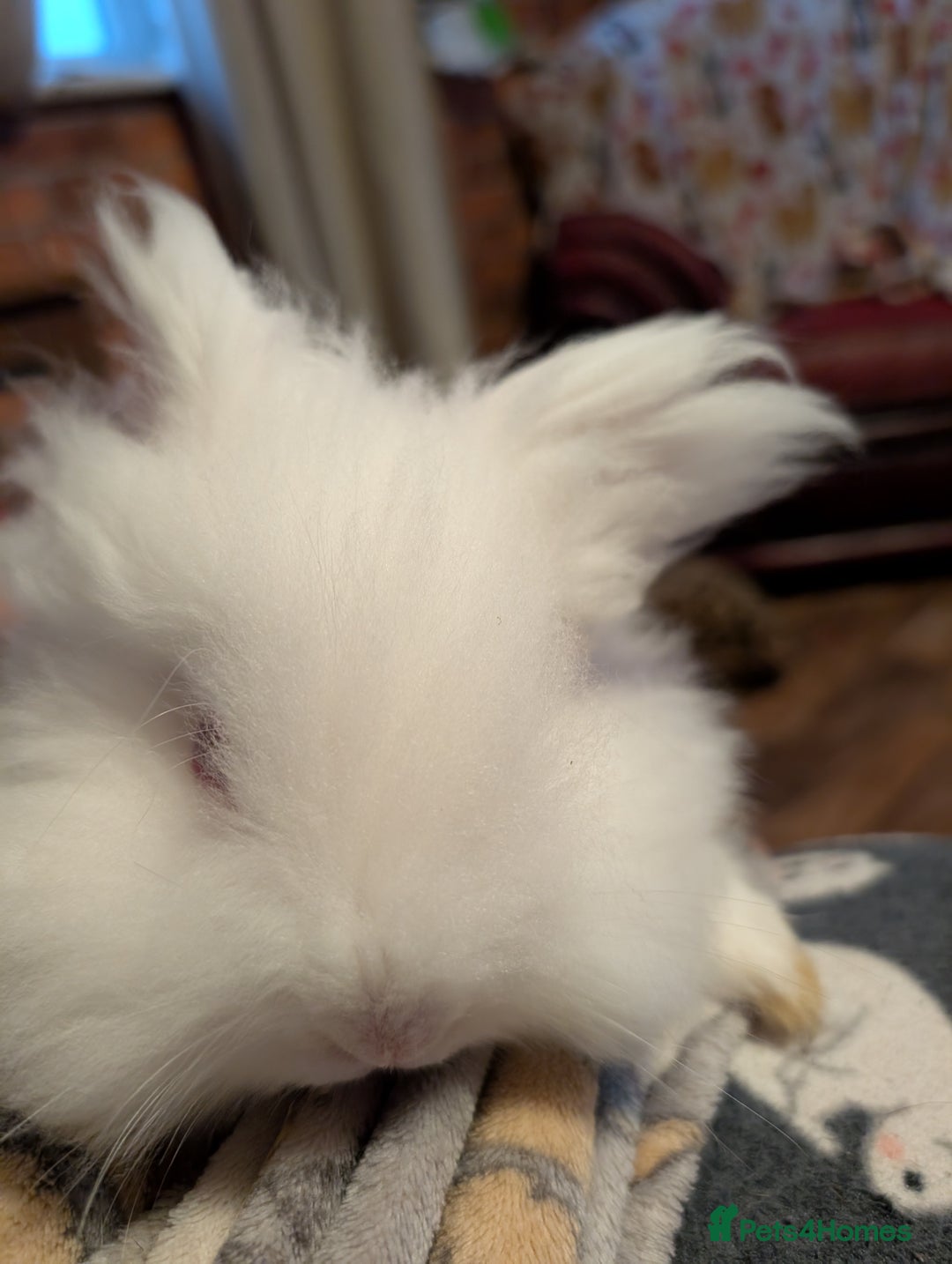 Lionhead rabbits for sale: Lion head and mini lop pair - Image 6