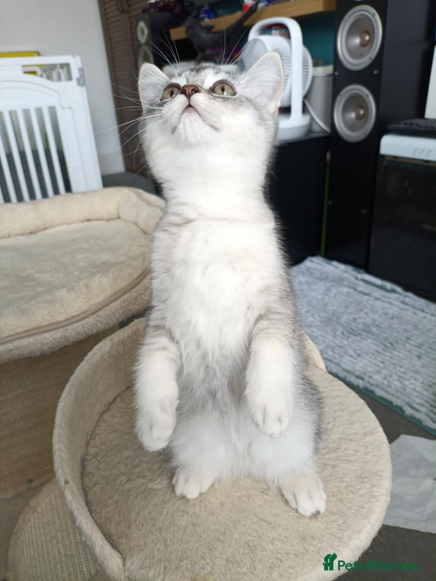 British Shorthair cats Lovely kittens  - Advert 4