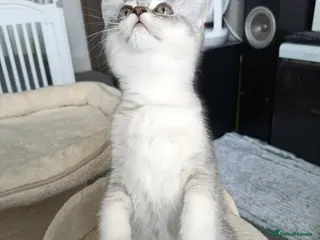 British Shorthair cats Lovely kittens - Advert 18