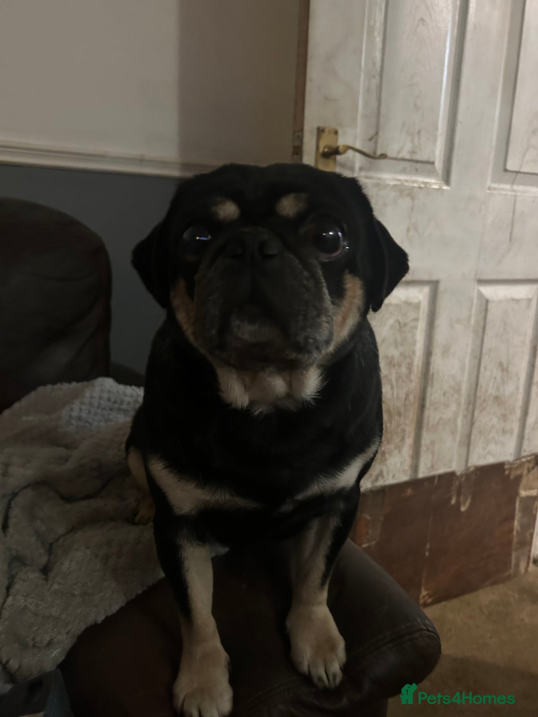 Cane Corso dogs for sale: Loving home needed for cane corso and pug  - Advert 2