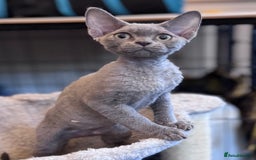 Devon Rex cats for sale: Blue pedigree Devons - Image 2