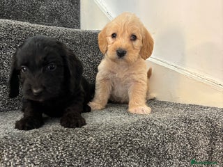 Cavapoo dogs ✨Reduced✨Mini Cavapoo puppies (mini poodle) - Advert 1