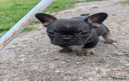 French Bulldog dogs for sale: French bulldog puppies!!! - Image 14