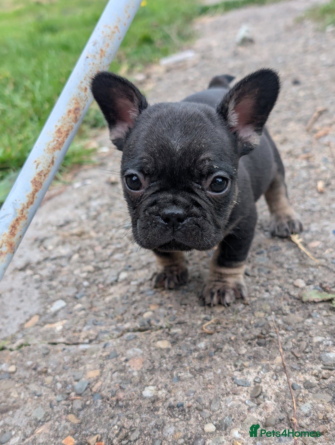 French Bulldog dogs for sale: French bulldog puppies!!! - Image 14
