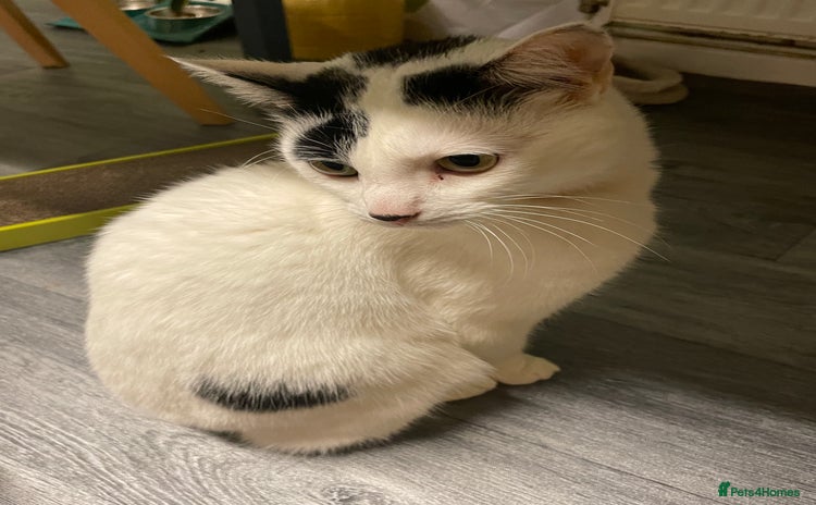 Domestic Shorthair cats - Advert 10
