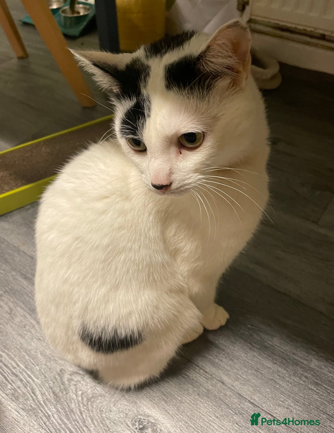 Domestic Shorthair cats for sale: Gorgeous white and black cat Smudge  - Image 1