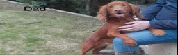 Cocker Spaniel dogs for sale: KC Reg hereditary clear working Cocker spaniels in Ingatestone - Advert 16