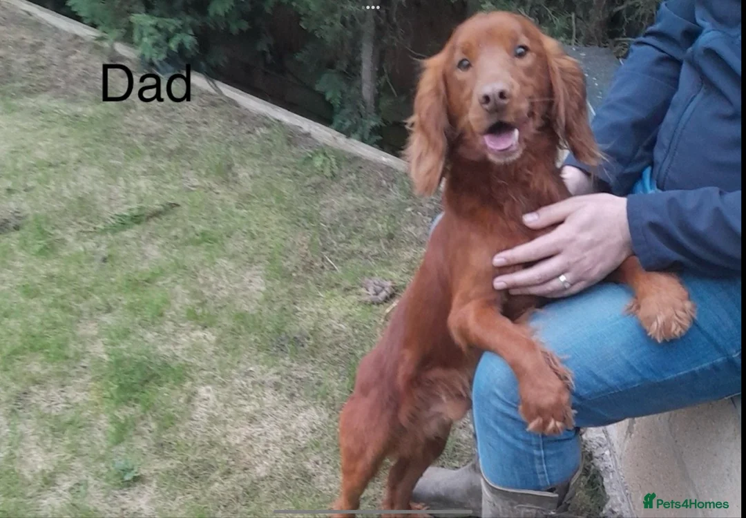 Cocker Spaniel dogs for sale: KC Reg hereditary clear working Cocker spaniels in Ingatestone - Advert 16