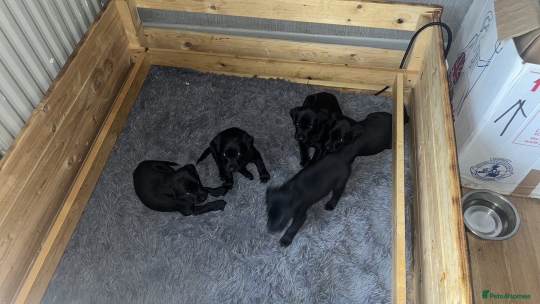 Labrador Retriever dogs for sale: Black Labrador pups for sale  - Advert 3