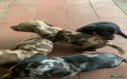 Miniature Dachshund dogs for sale: Gorgeous miniature dachshunds ready now  - Image 4