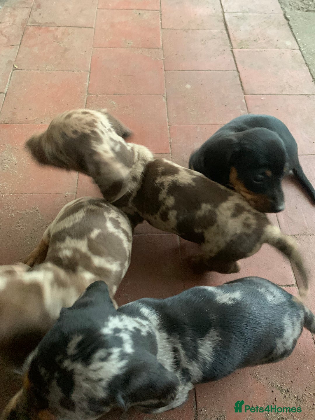 Miniature Dachshund dogs for sale: Gorgeous miniature dachshunds ready now  - Image 4