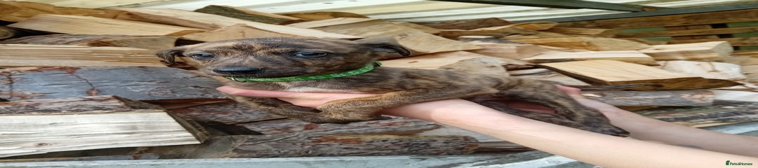 Lurcher Puppy 3