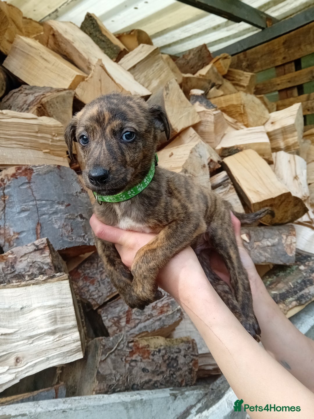 Lurcher dogs for sale:  READY NOW. Adorable lurcher puppy's  - Image 10
