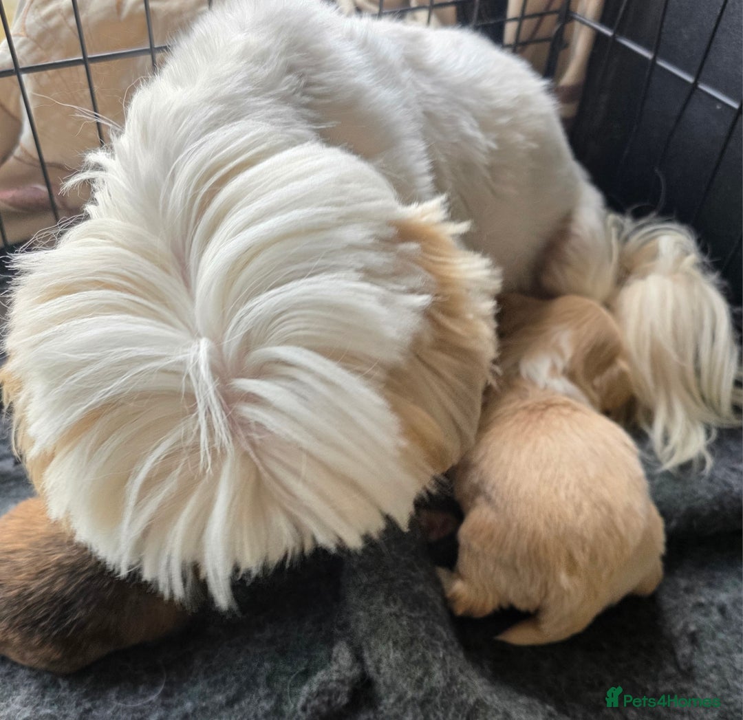 Shih Tzu dogs for sale: Ready now small/tiny Rare Brindle Imp Shih Tzu - Image 7