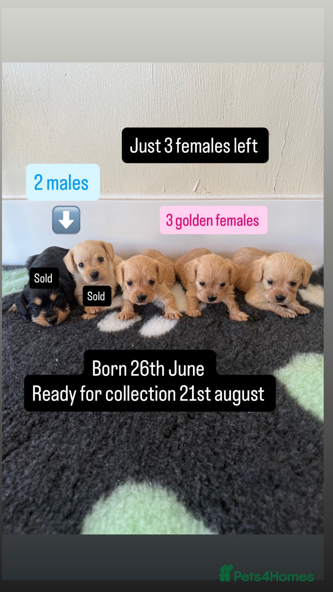 Mixed Breed dogs Miniature schnauzer cross King Charles cavalier  - Advert 12