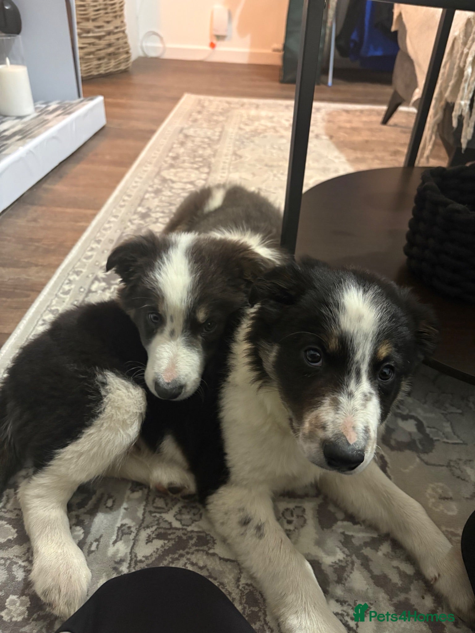 Border Collie dogs Border collie puppy - Advert 3