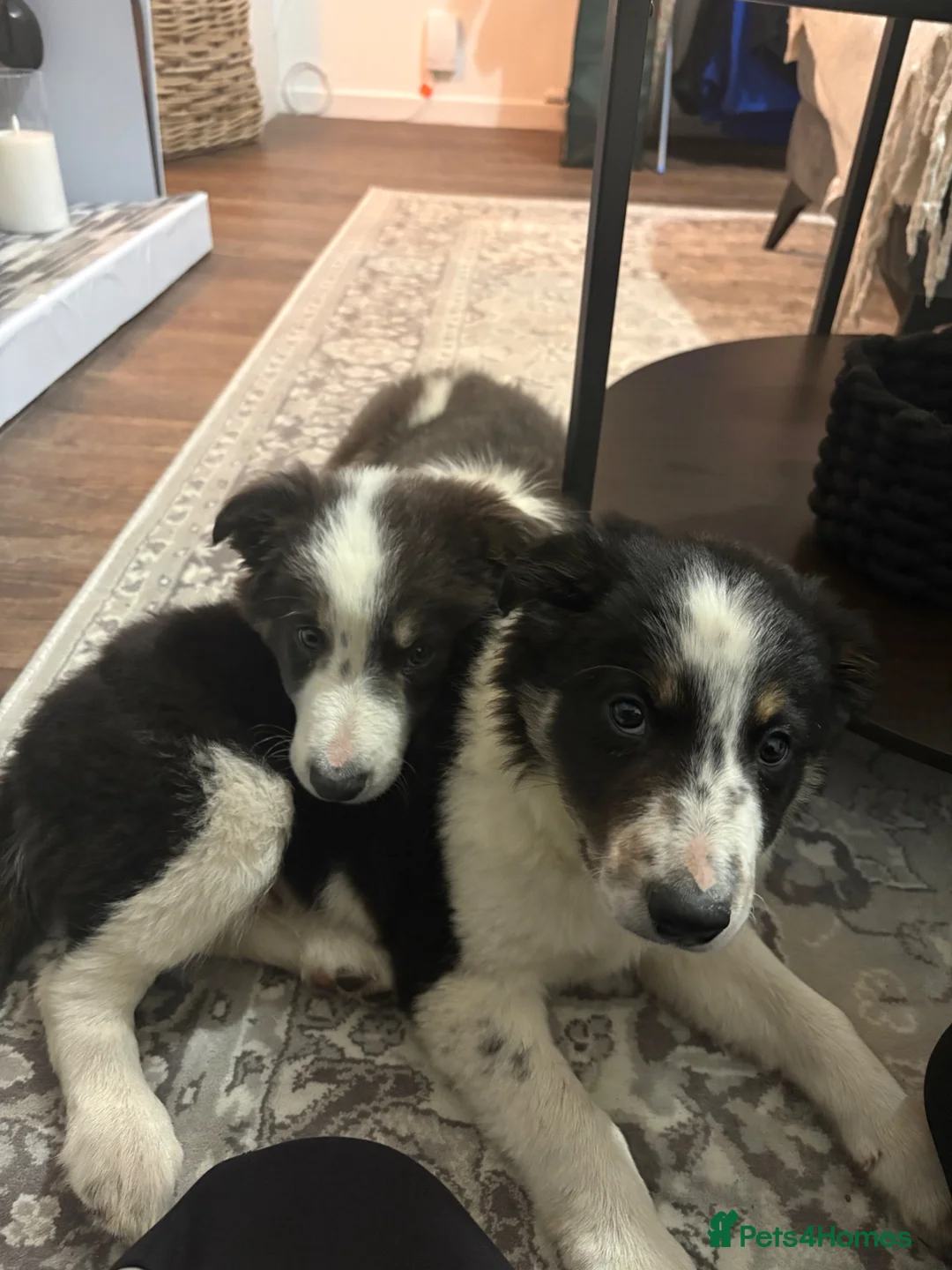 Border Collie dogs for sale: Border collie puppy in Dromore - Advert 1