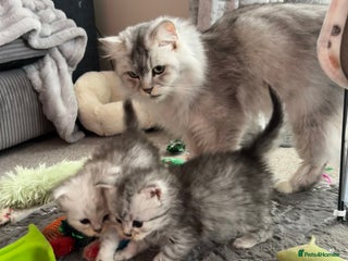 Persian cats Stunning Persian X mainecoon babies - Advert 8