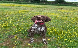 German Shorthaired Pointer dogs for stud: GSP Available for stud - Image 1