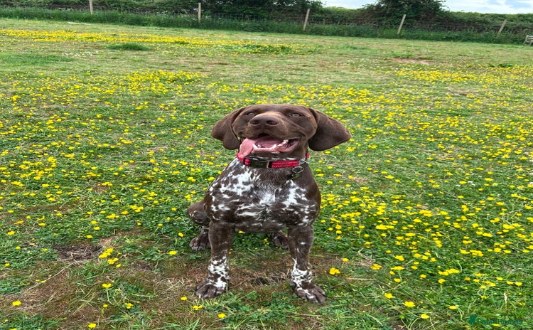 German Shorthaired Pointer dogs - Advert 1