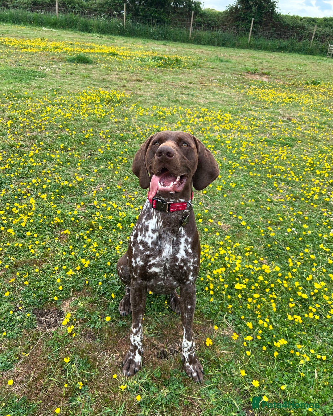 German Shorthaired Pointer dogs for stud: GSP Available for stud - Image 1