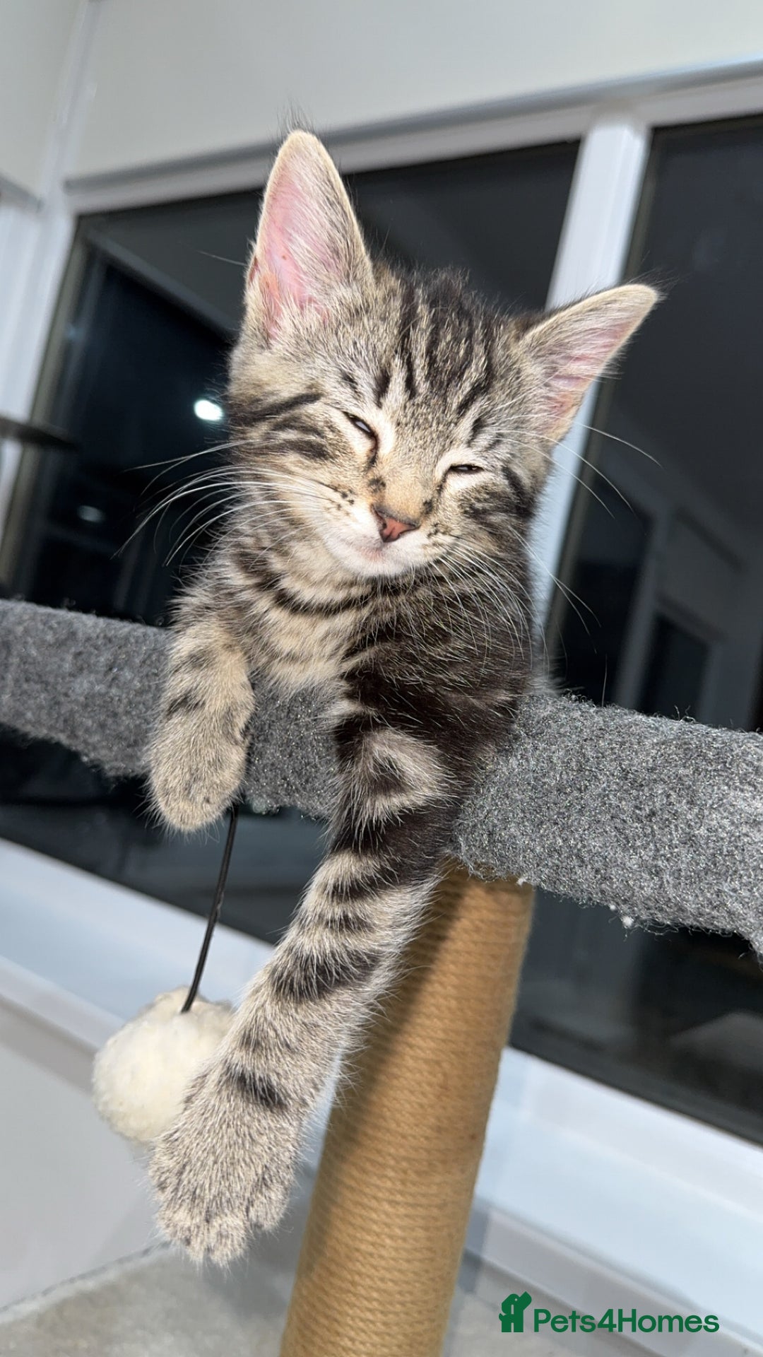 Mixed Breed cats for sale: Tabby Boy - Image 2