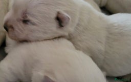 West Highland Terrier dogs for sale: Traditional Pedigree West Highland Terrier Pups  - Image 11
