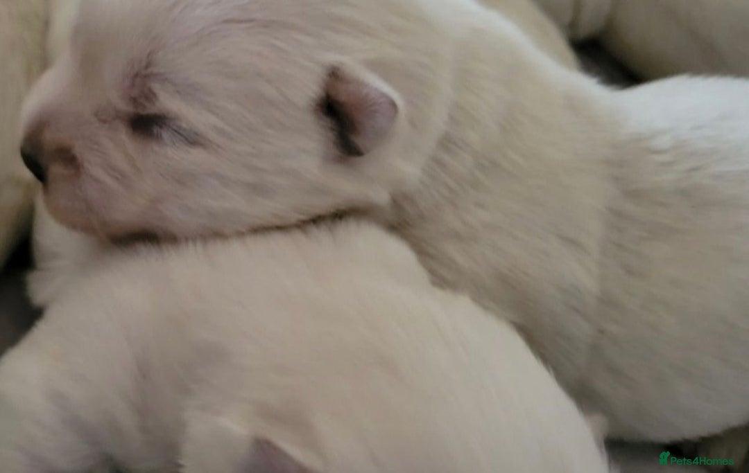 West Highland Terrier dogs for sale: Traditional Pedigree West Highland Terrier Pups  - Image 11