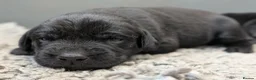Labrador Retriever dogs for sale: Northmeols kc reg working line Labrador puppies  - Advert 4