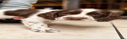 English Springer Spaniel dogs for sale: English springer spaniel puppies for sale - Advert 13