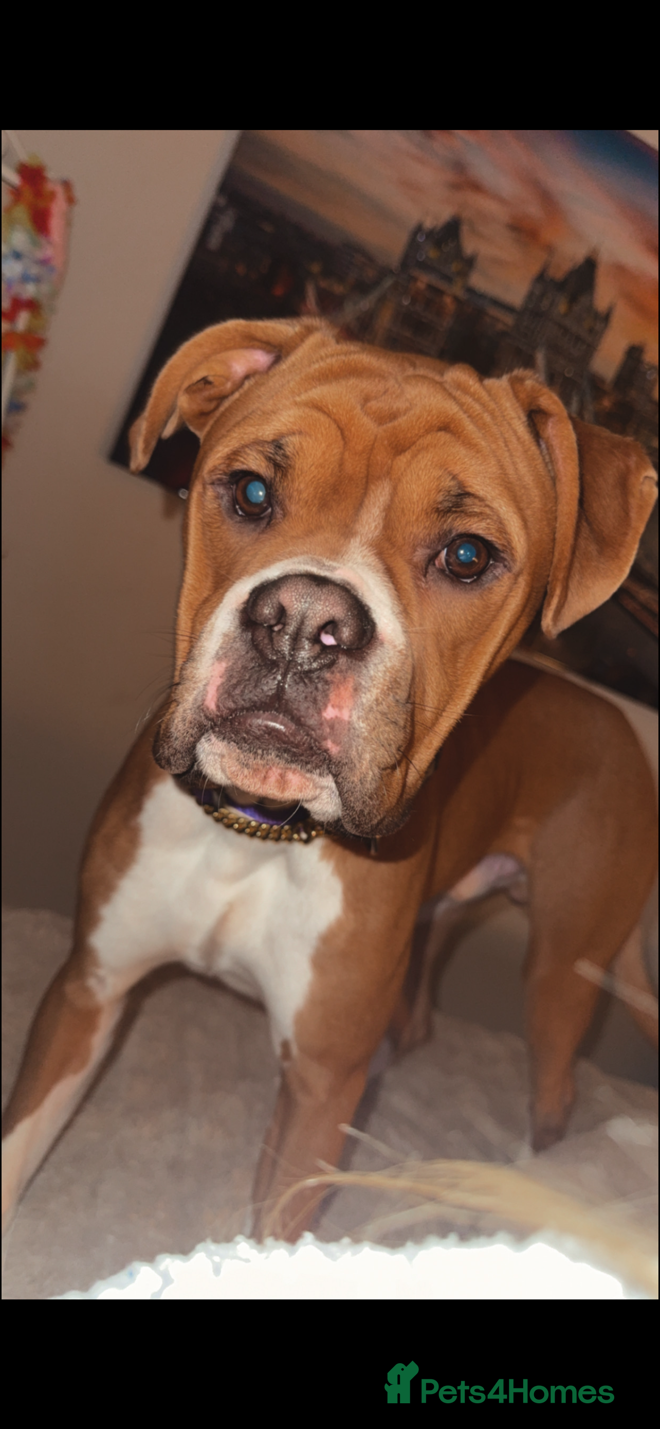 Boxer dogs George   in Sheffield - Advert 1