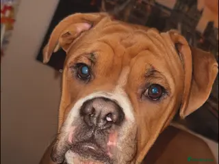 Boxer dogs George in Sheffield - Advert 1