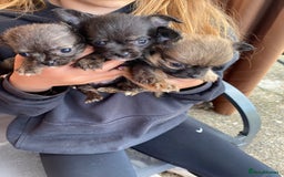 Chorkie dogs for sale: Chorkie puppies  - Image 2