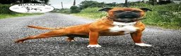 Staffordshire Bull Terrier dogs for sale: Red Staffordshire Bull Terriers - Advert 30