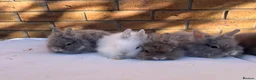 Lionhead rabbits for sale: 🐰 Full Double Main Lionhead Bunnies 🐰  - Advert 5