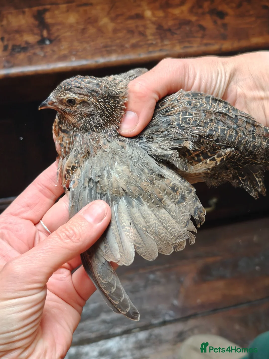 Quail poultry for sale: Free to good home, Cortunix males. - Advert 8