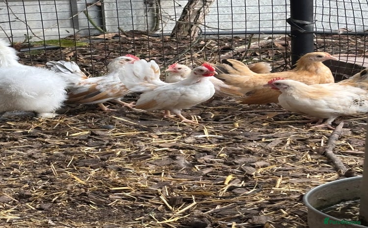 Chickens poultry - Advert 1