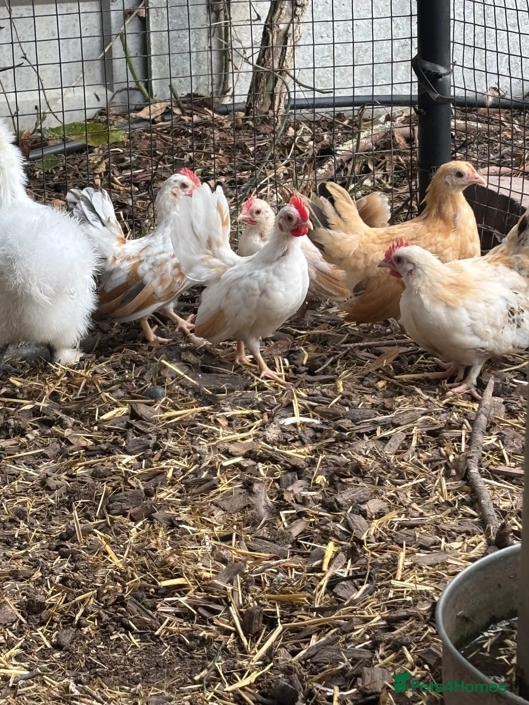 Chickens poultry for sale: Serama boys FREE - Image 1