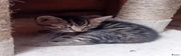 British Shorthair cats for sale: Stunning mackerel tabby kittens  - Advert 9