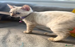 Bengal cats for sale: Blue Eyes Snow Lynx Bengal Kittens - Image 24