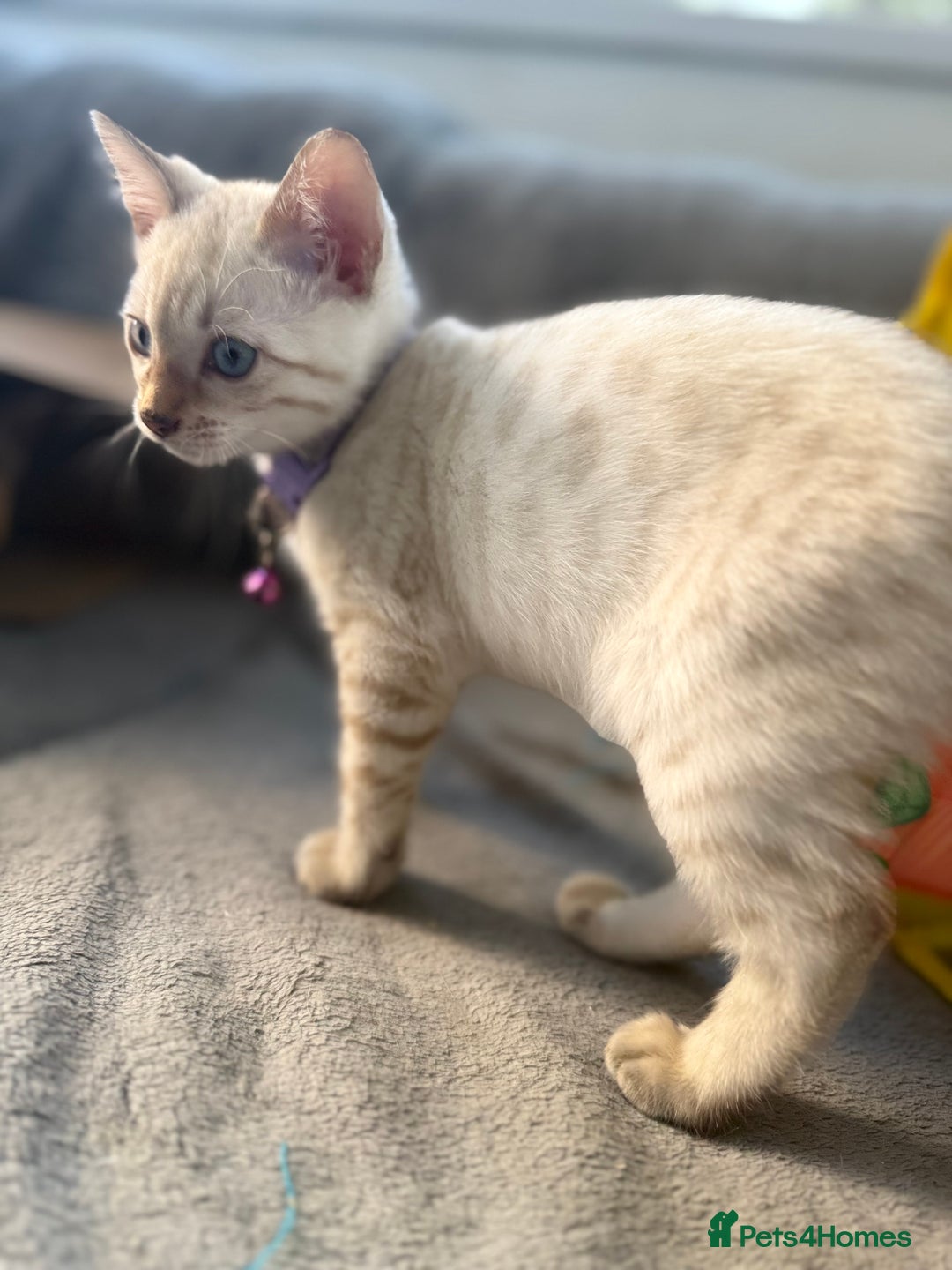 Bengal cats for sale: Blue Eyes Snow Lynx Bengal Kittens - Image 24