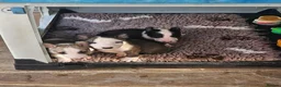 English Bull Terrier dogs for sale: English bullterrier pups for sale - Advert 10