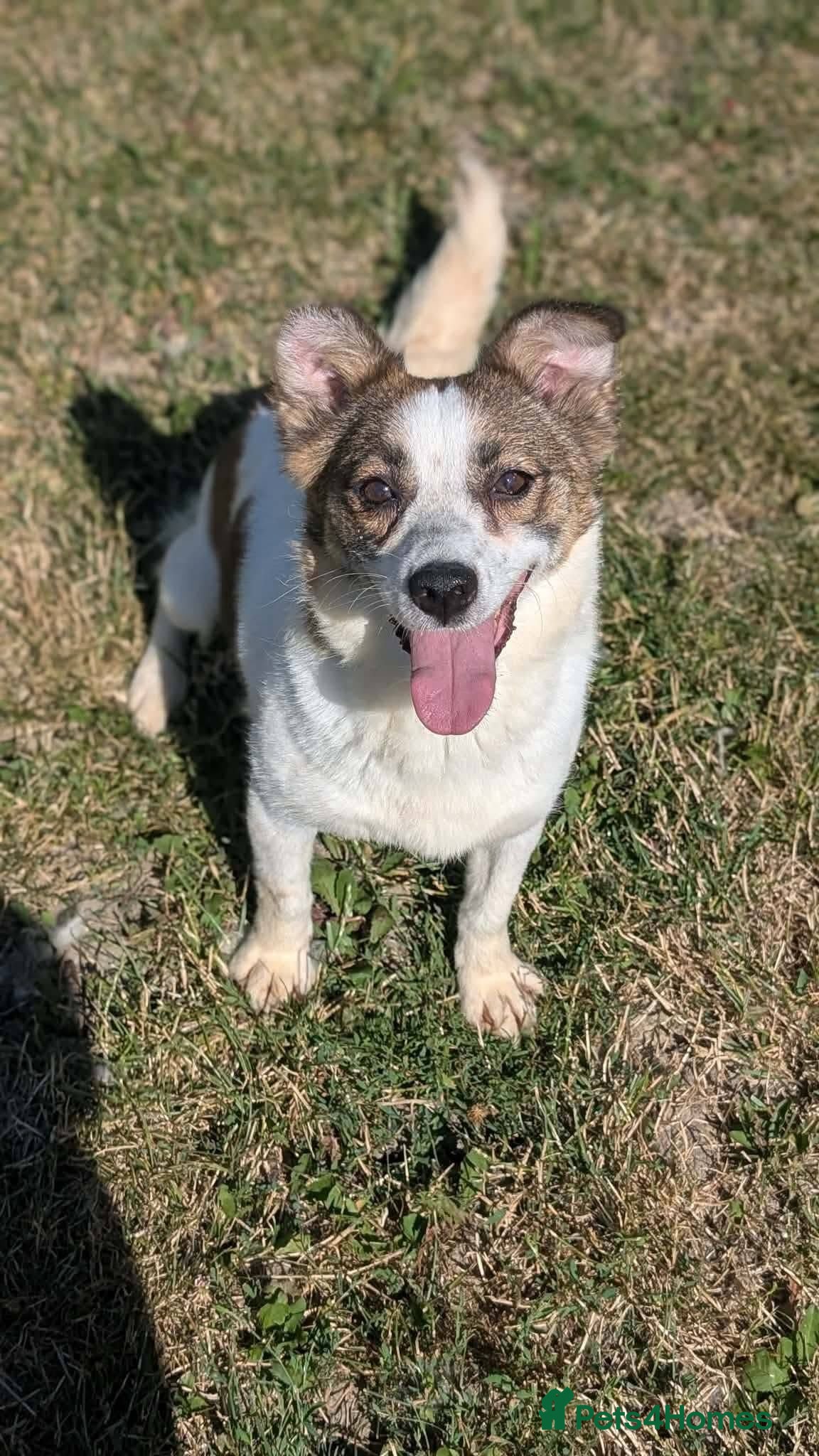 Mixed Breed dogs Lizzie for adoption - Advert 1